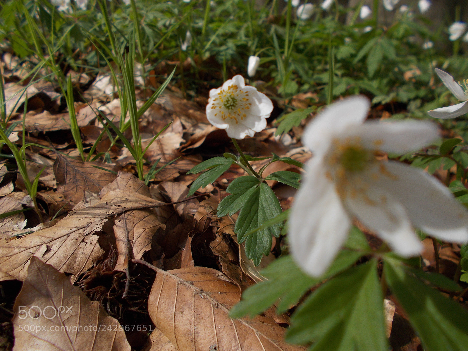 Nikon Coolpix L31 sample photo. Last spring photography