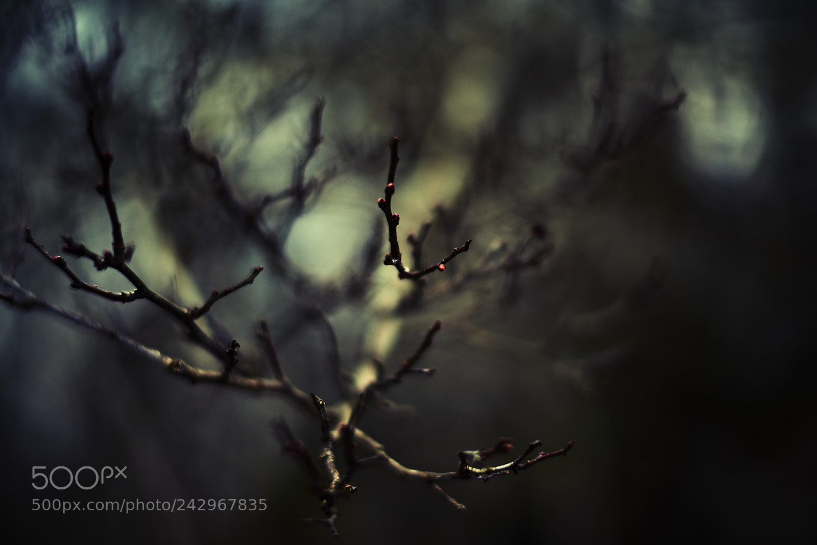 Nikon D800E sample photo. Haunted forest photography