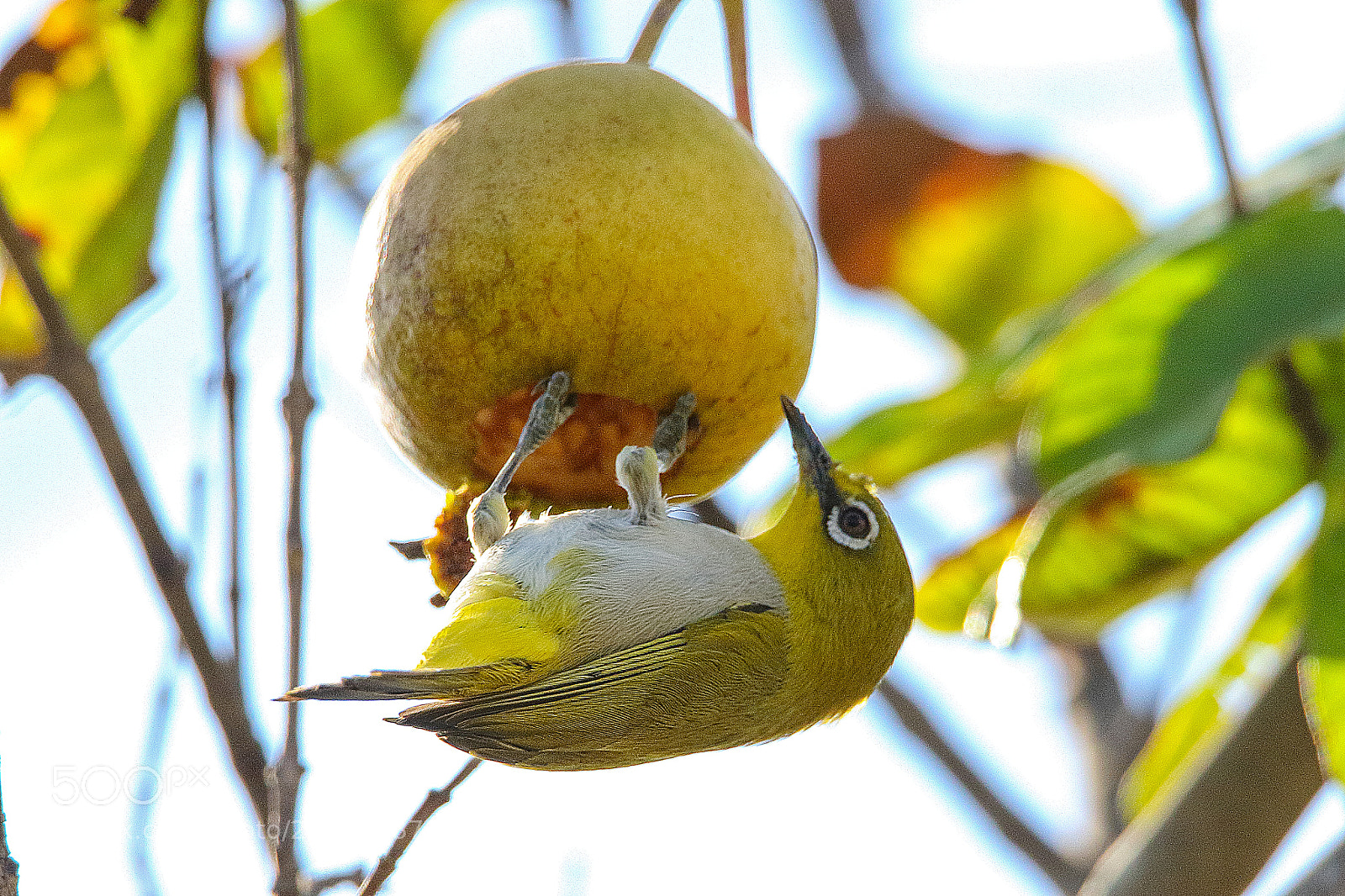 Canon EOS 7D Mark II sample photo. Oriental white eye photography