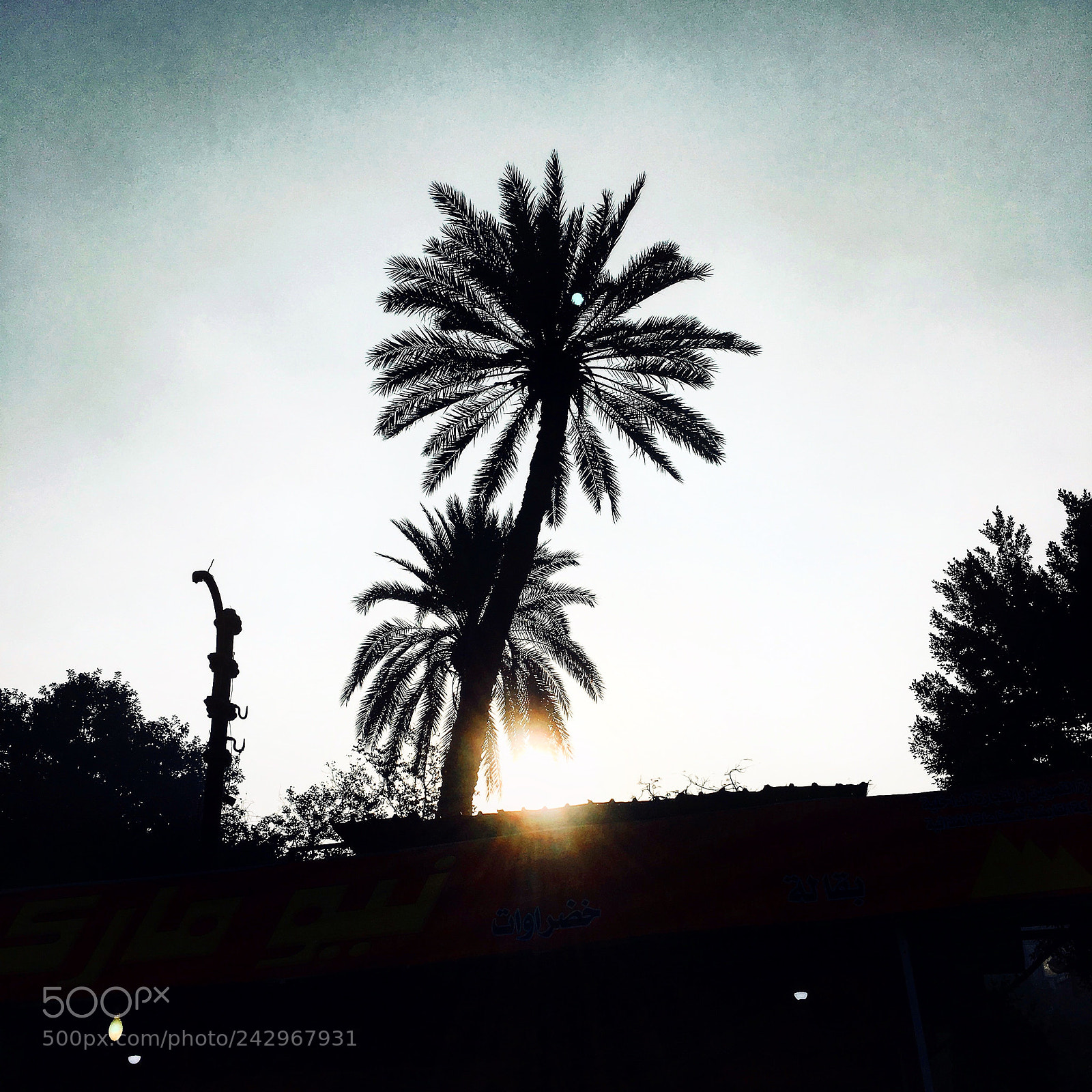Apple iPhone 6s Plus sample photo. Untitled photography