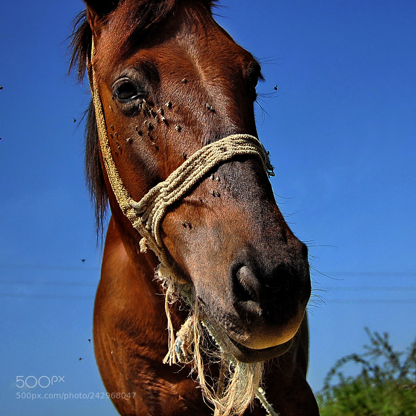 Nikon D40 sample photo. Horse portrait photography