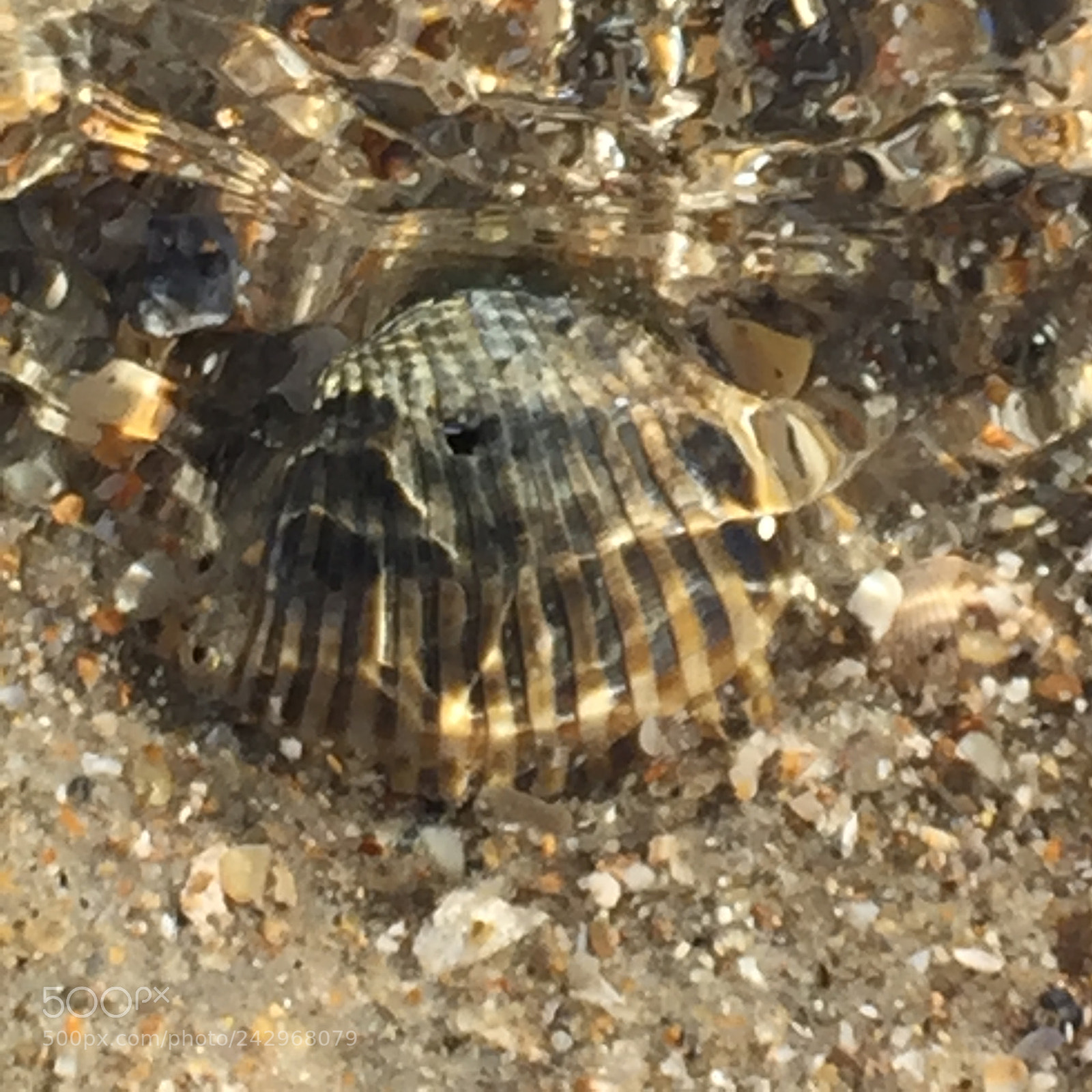 Apple iPhone 6 sample photo. Seashell ripples photography