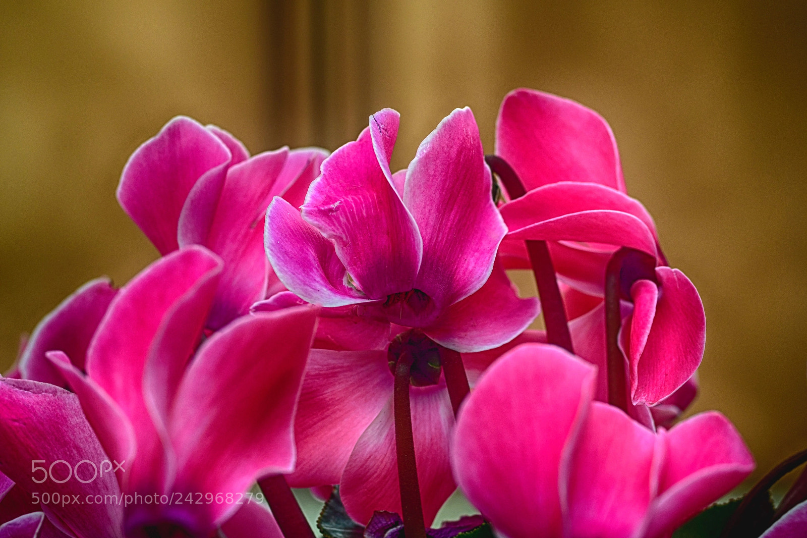 Nikon D500 sample photo. Cultivated cyclamens photography