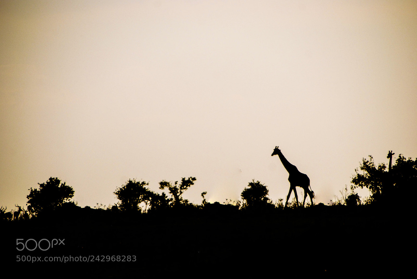 Nikon D80 sample photo. The golden hour african photography