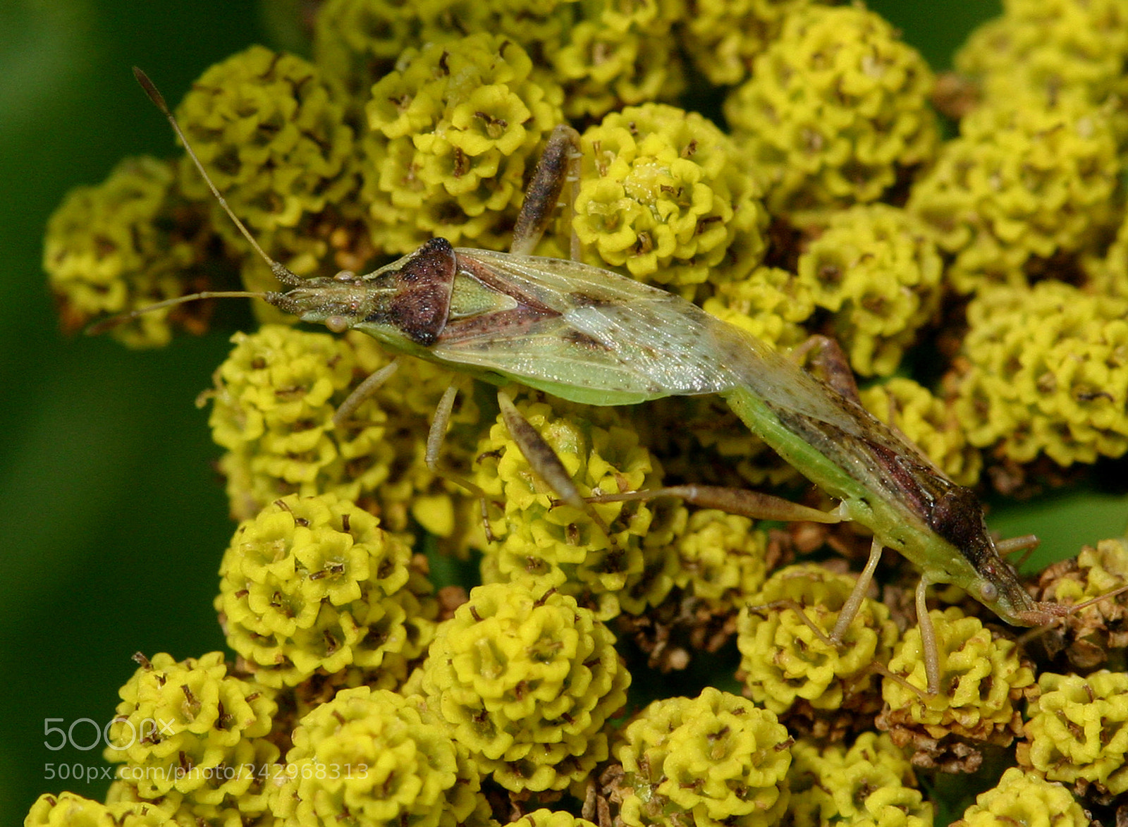 Canon EOS 300D (EOS Digital Rebel / EOS Kiss Digital) sample photo. Mating aliens photography