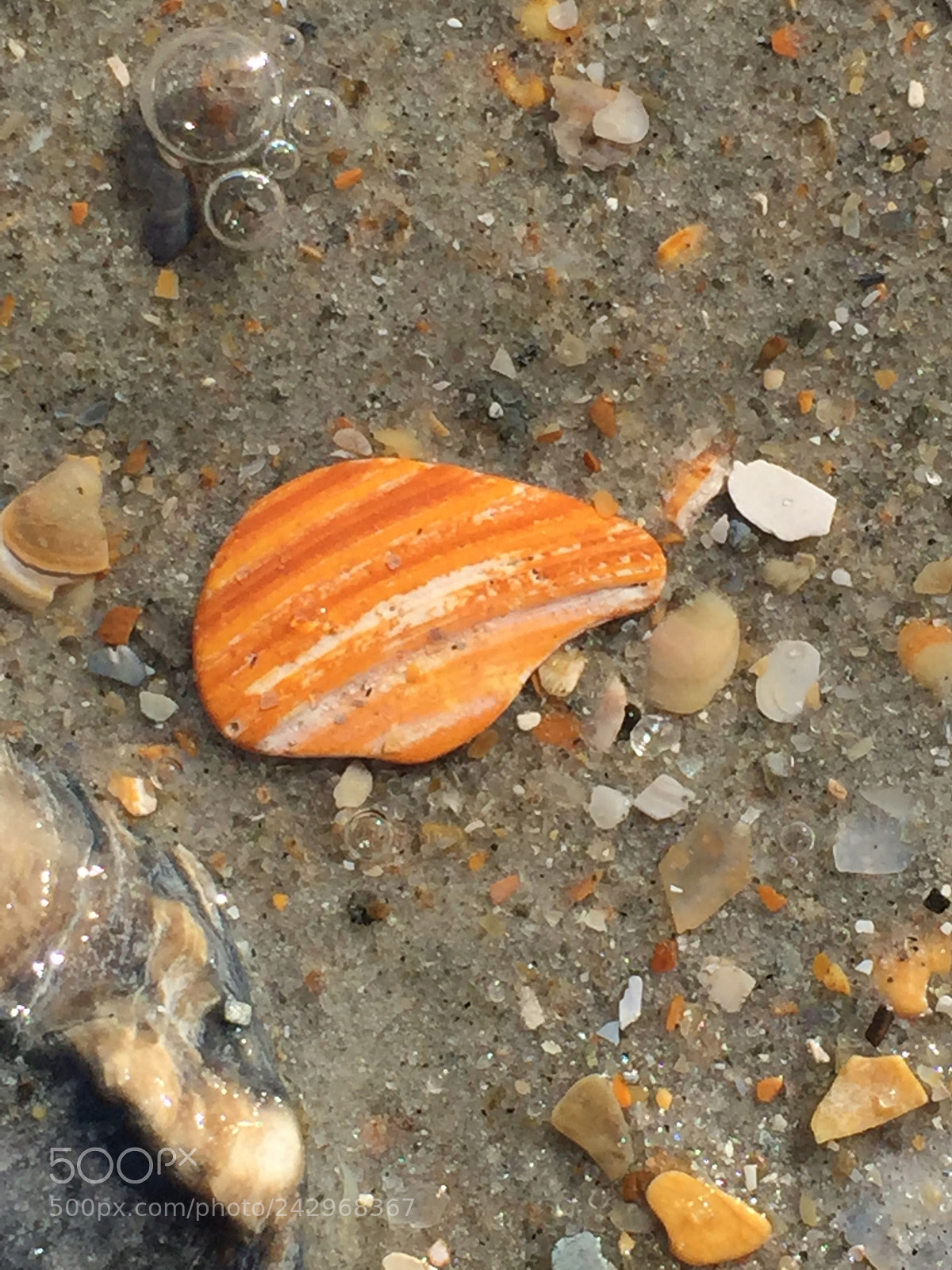 Apple iPhone 6 sample photo. Orange photography