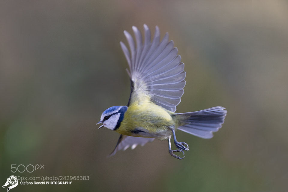Canon EOS-1D X sample photo. Fly photography