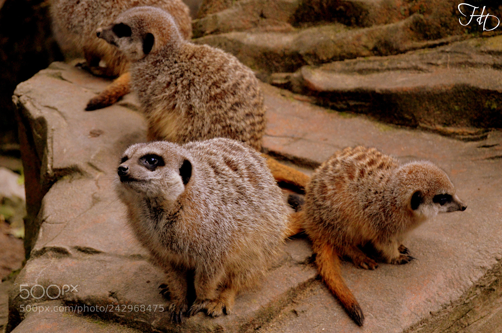 Nikon D3200 sample photo. Meerkat family 1 photography