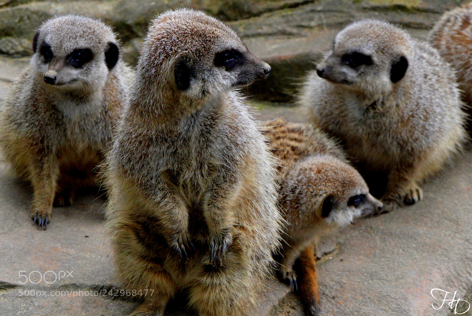 Nikon D3200 sample photo. Meerkat family 2 photography