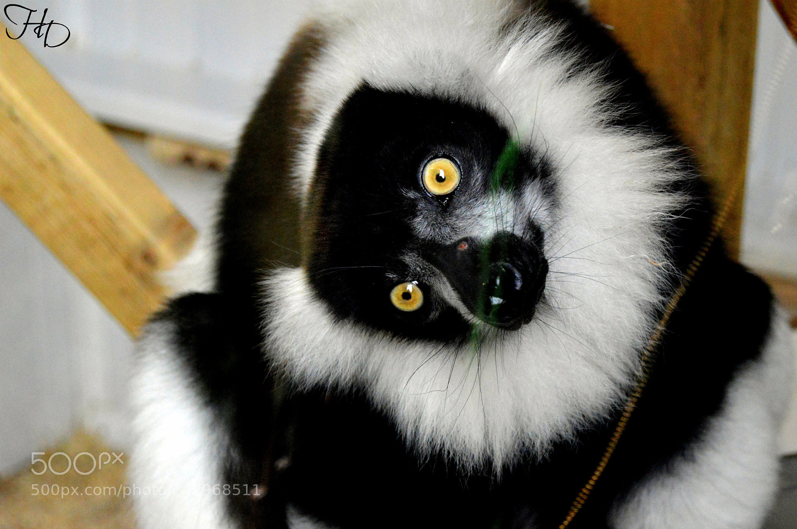 Nikon D3200 sample photo. Little lemur 1 photography