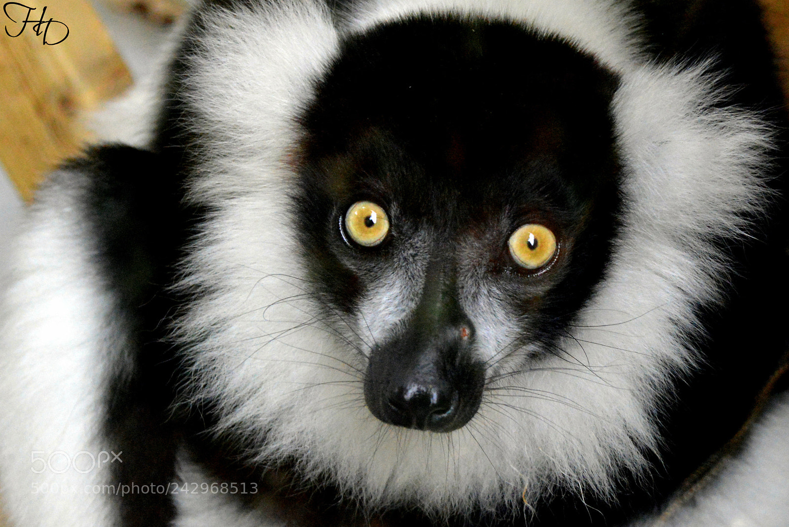 Nikon D3200 sample photo. Little lemur 2 photography