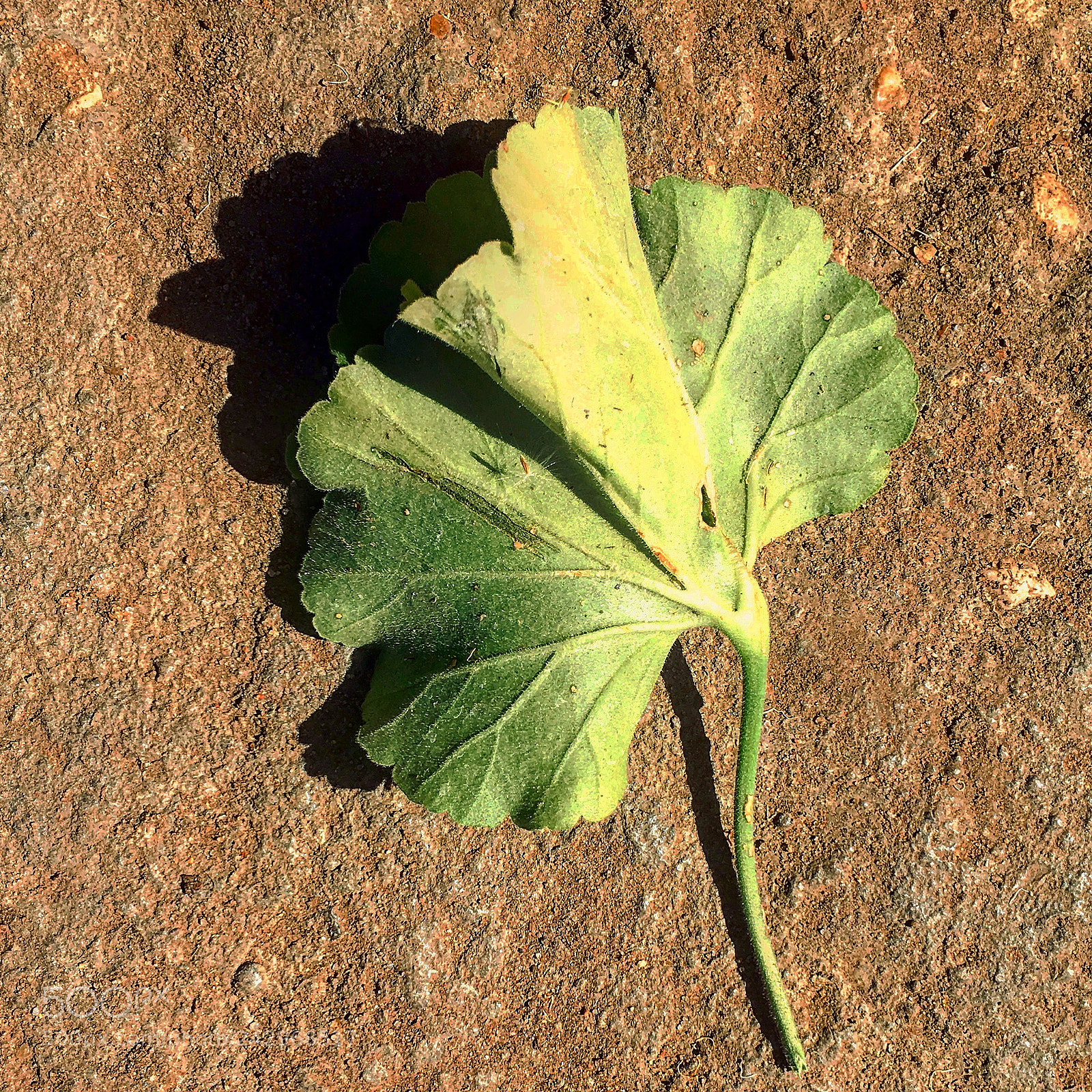 Apple iPhone 6s Plus sample photo. Untitled photography