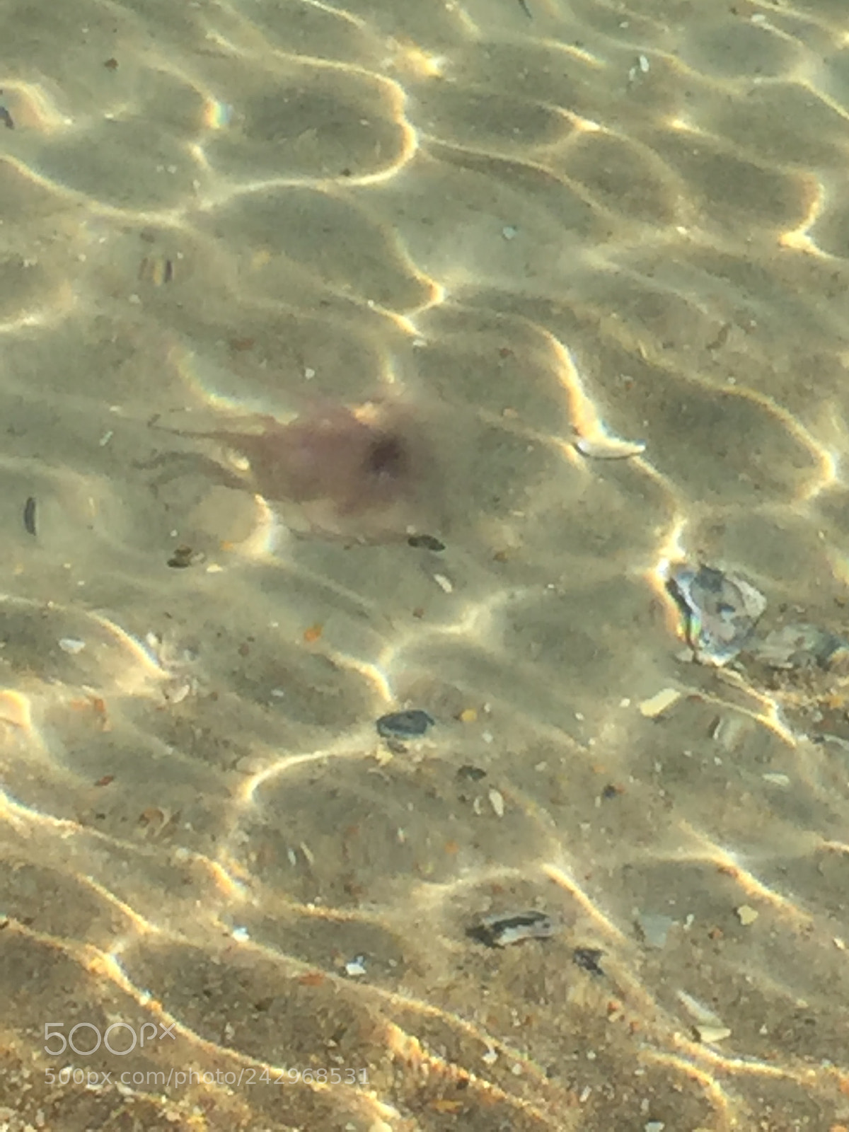 Apple iPhone 6 sample photo. Jelly fish photography