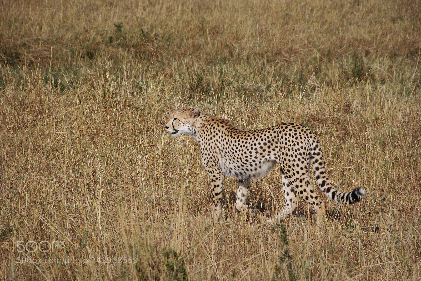 Nikon D80 sample photo. Cheetah photography