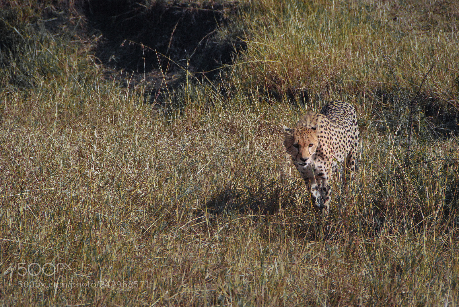 Nikon D80 sample photo. Stare down photography