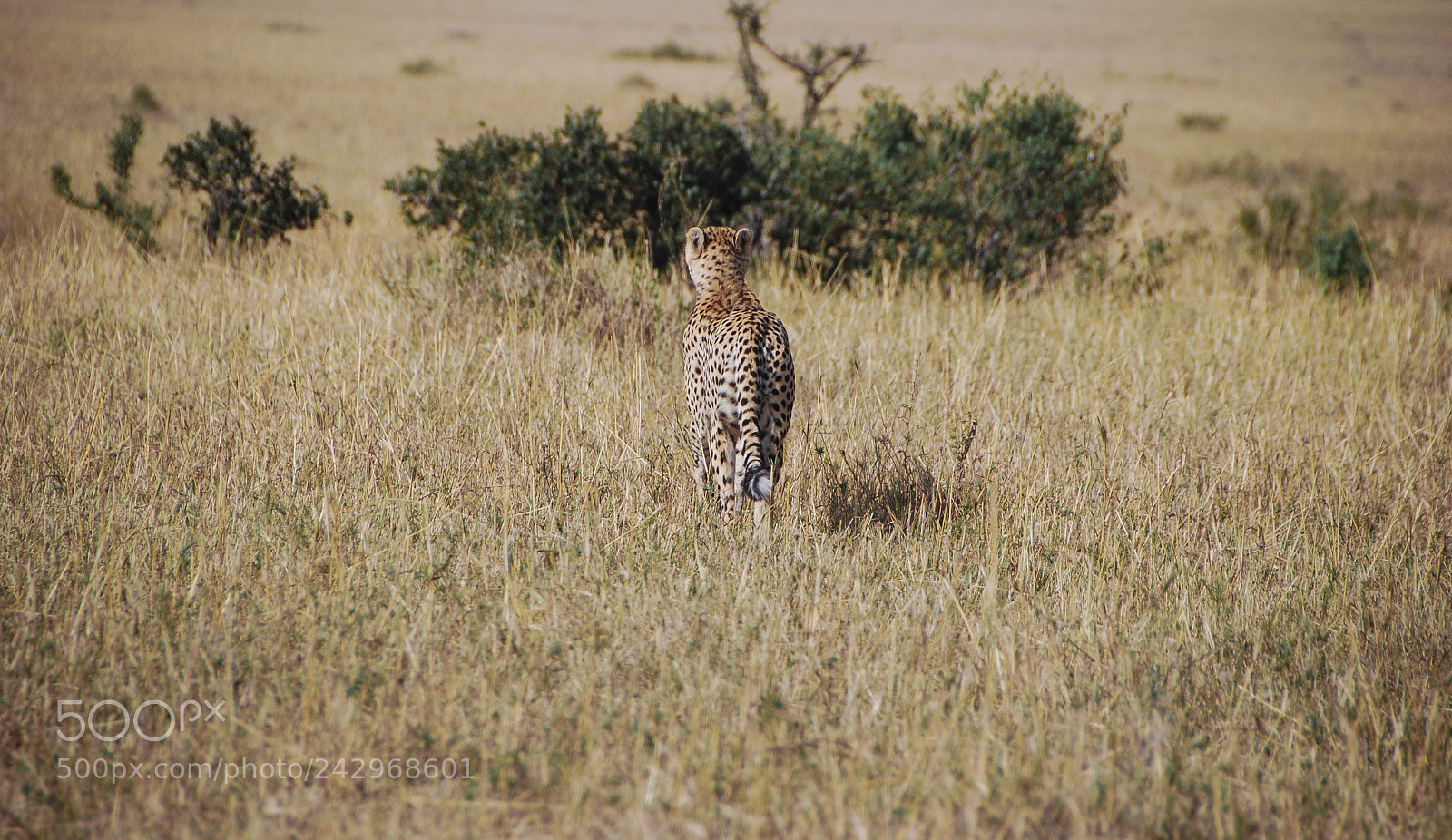 Nikon D80 sample photo. On the lookout photography