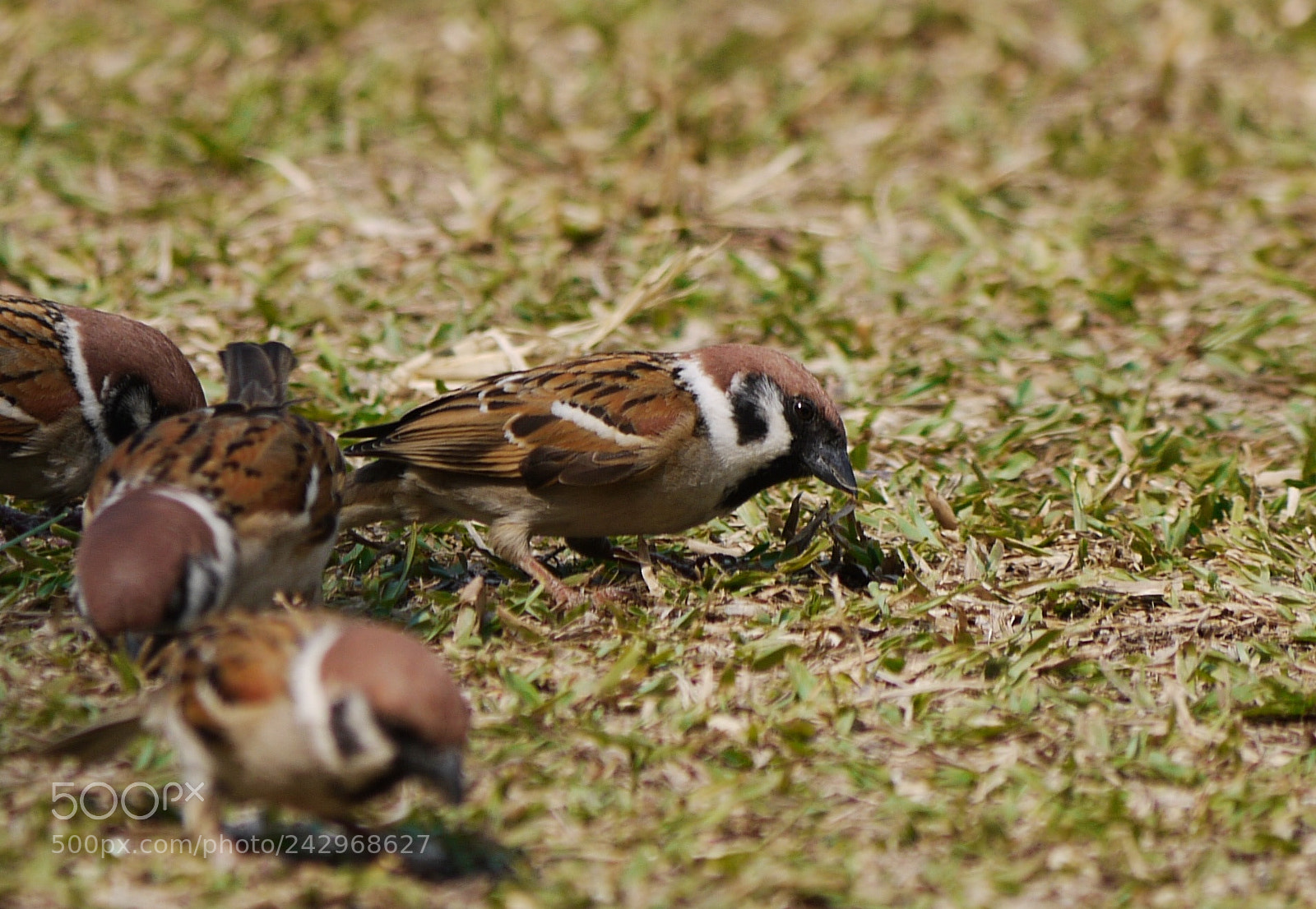 Panasonic Lumix DMC-GF1 sample photo. Untitled photography