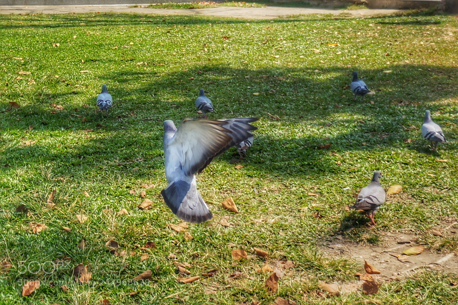 Sony Alpha NEX-5N sample photo. Untitled photography