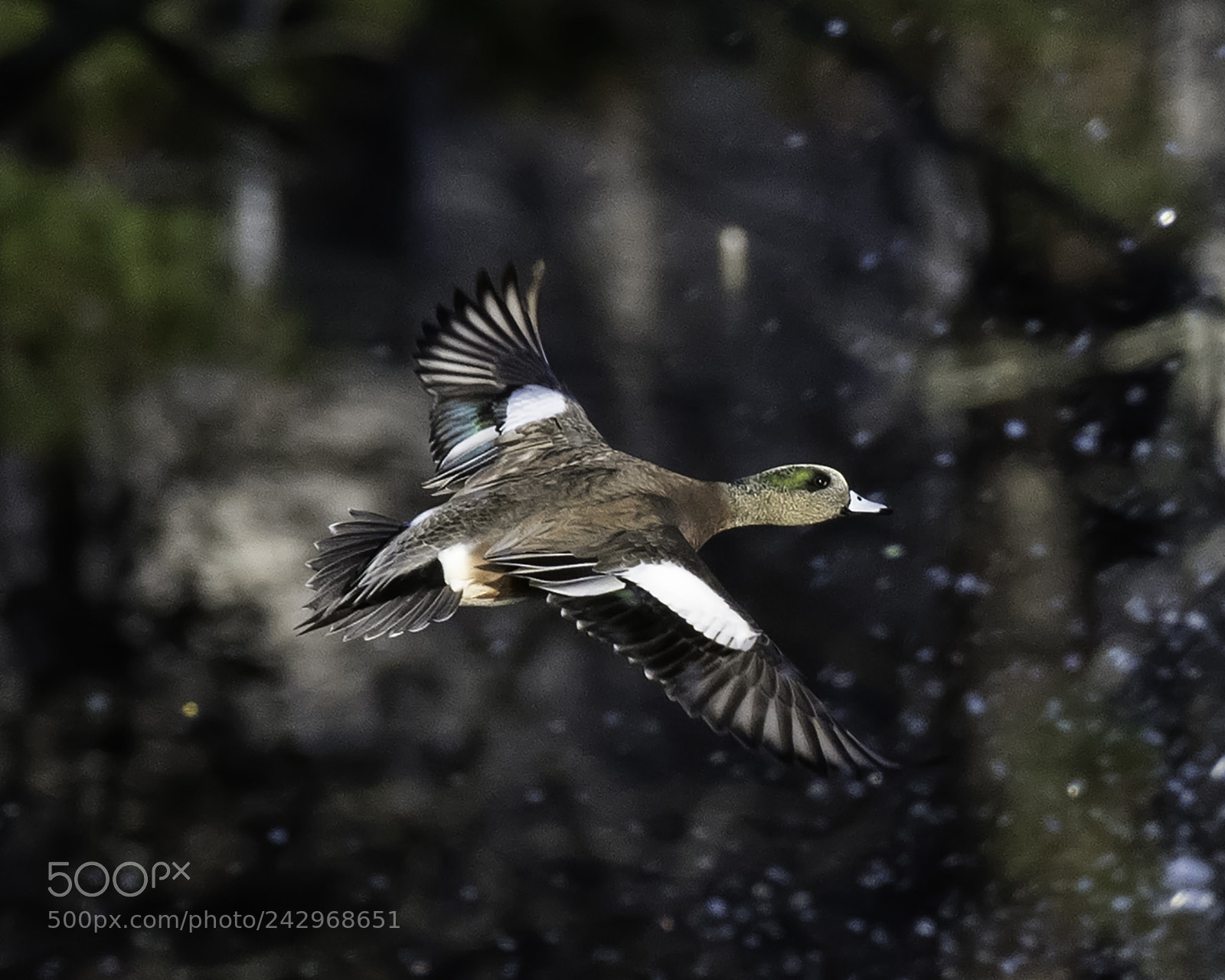 Nikon D850 sample photo. Male american wigeon duck photography