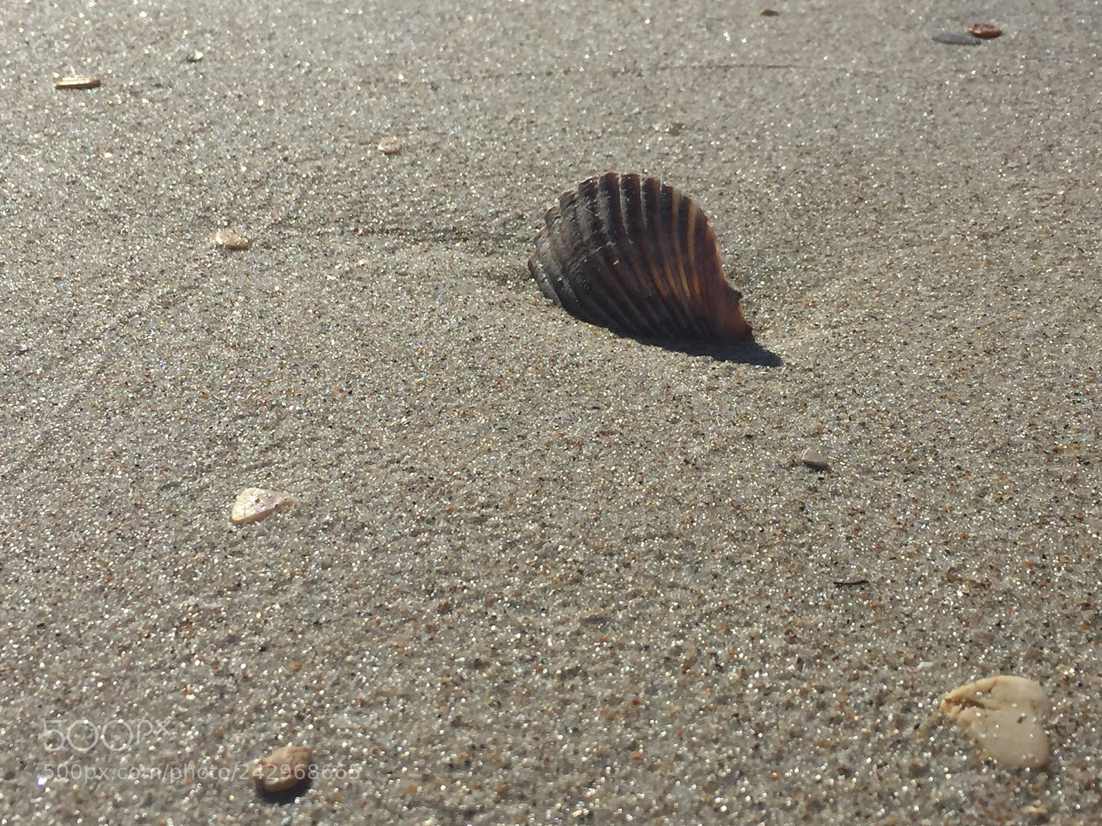 Apple iPhone 6 sample photo. A lone seashell photography