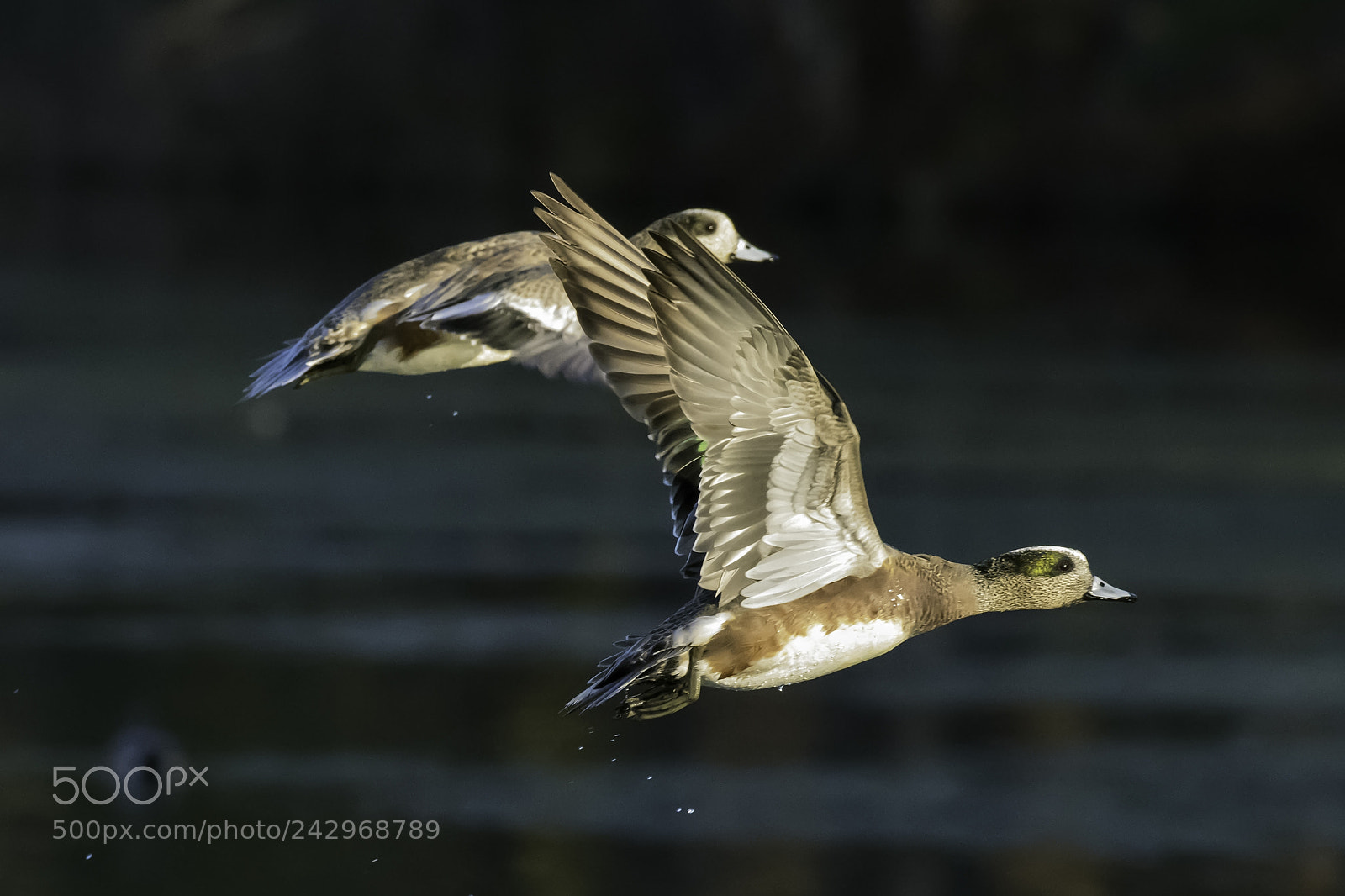 Nikon D850 sample photo. Pair of male american photography