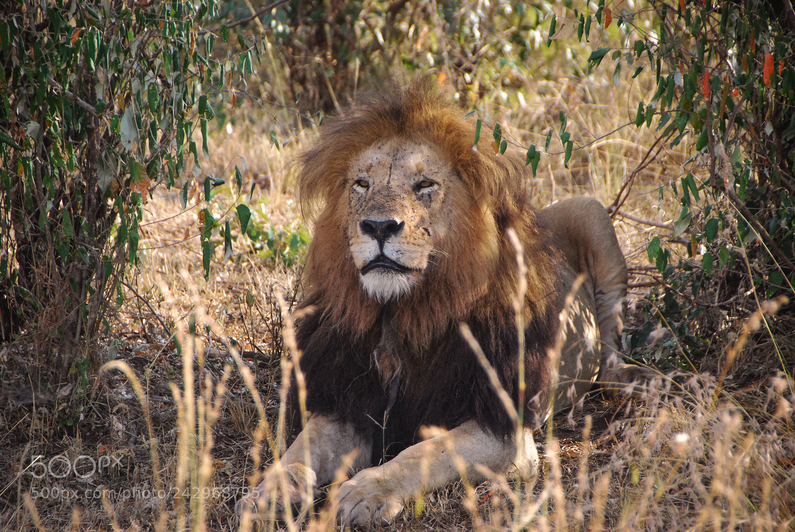 Nikon D80 sample photo. King of the jungle photography