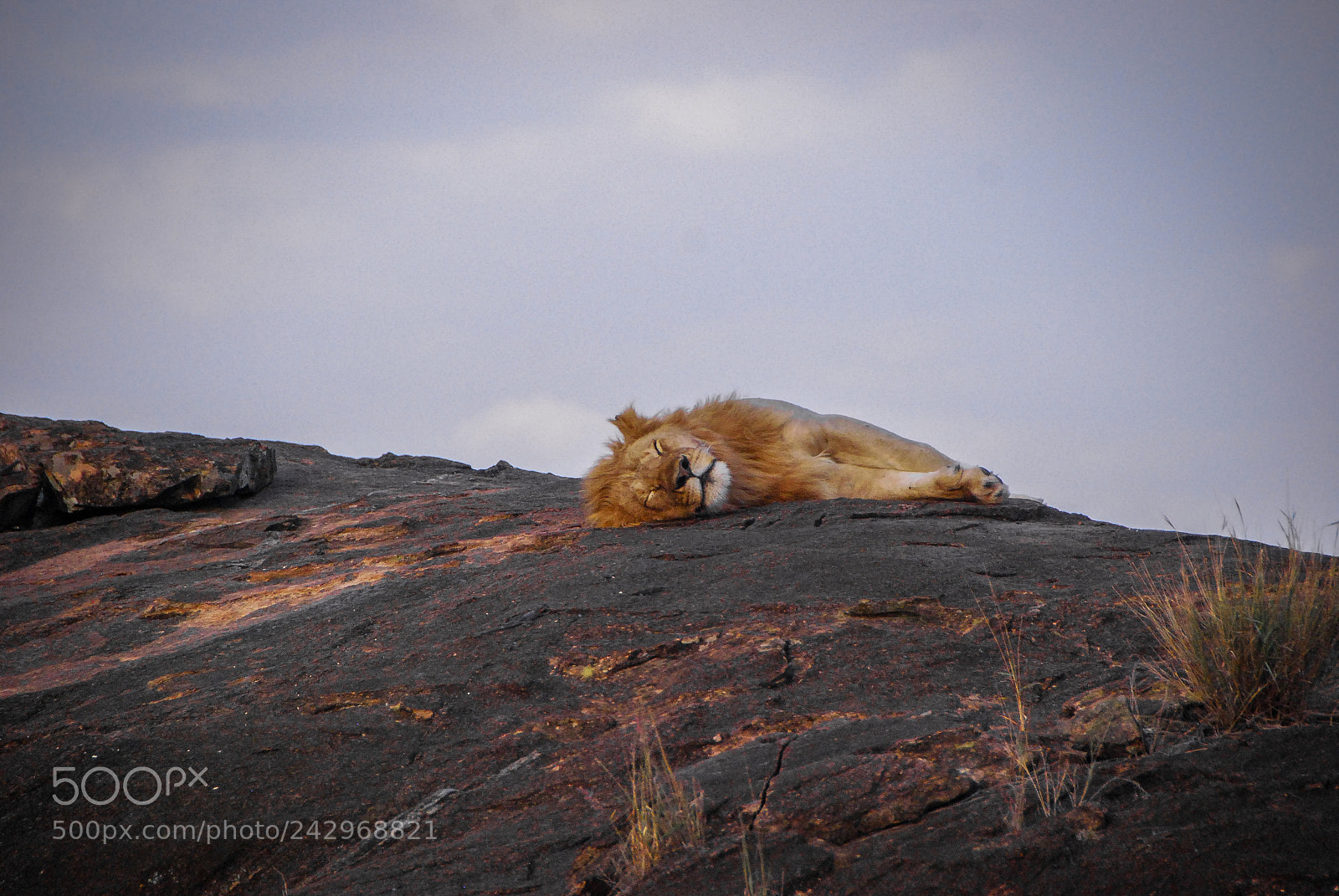 Nikon D80 sample photo. Lion sleeps tonight photography