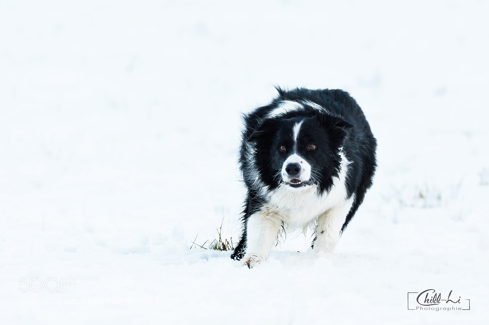 Nikon D500 sample photo. Snowdog photography