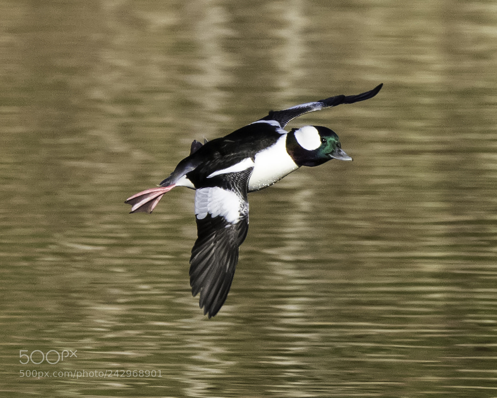 Nikon D850 sample photo. Male bufflehead duck gliding photography