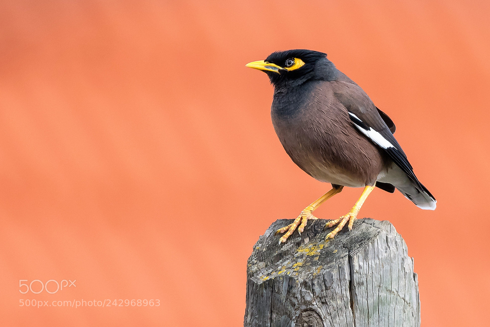 Nikon D500 sample photo. Stylish myna photography