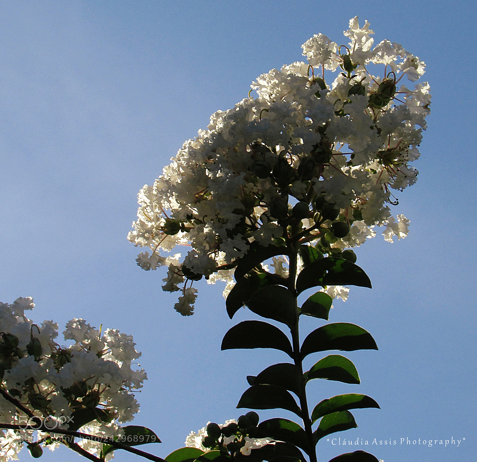 Canon PowerShot SX400 IS sample photo. Universo natural photography