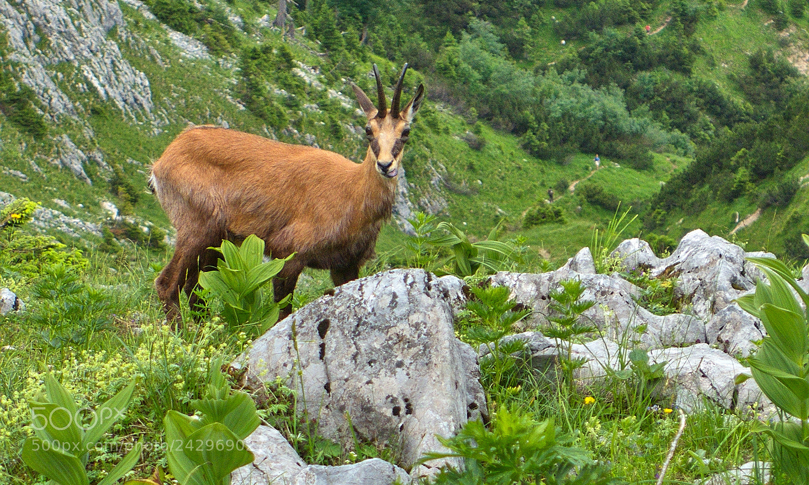 Panasonic Lumix DMC-LX7 sample photo. The guardian of mountains photography