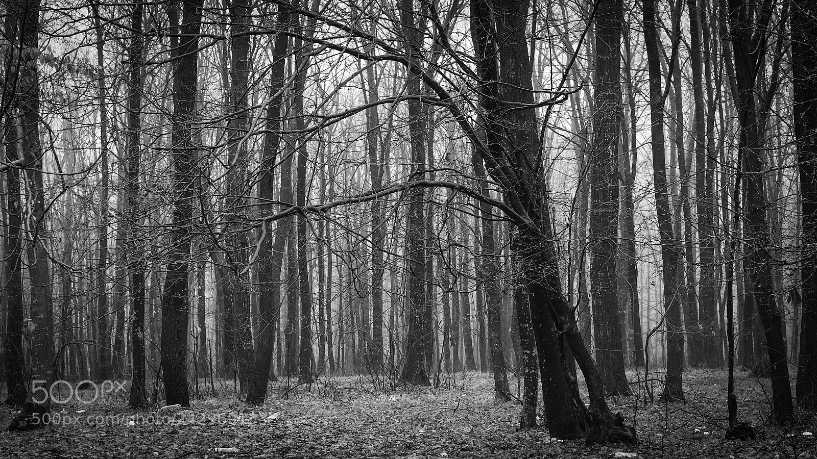 Olympus OM-D E-M10 sample photo. Foggy forest photography
