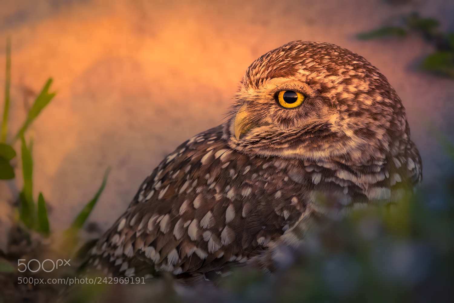 Canon EOS-1D X Mark II sample photo. Burrowing owl photography