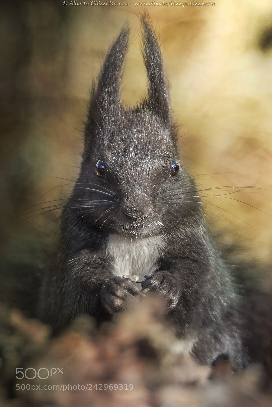 Nikon D7500 sample photo. Squirrel portrait photography