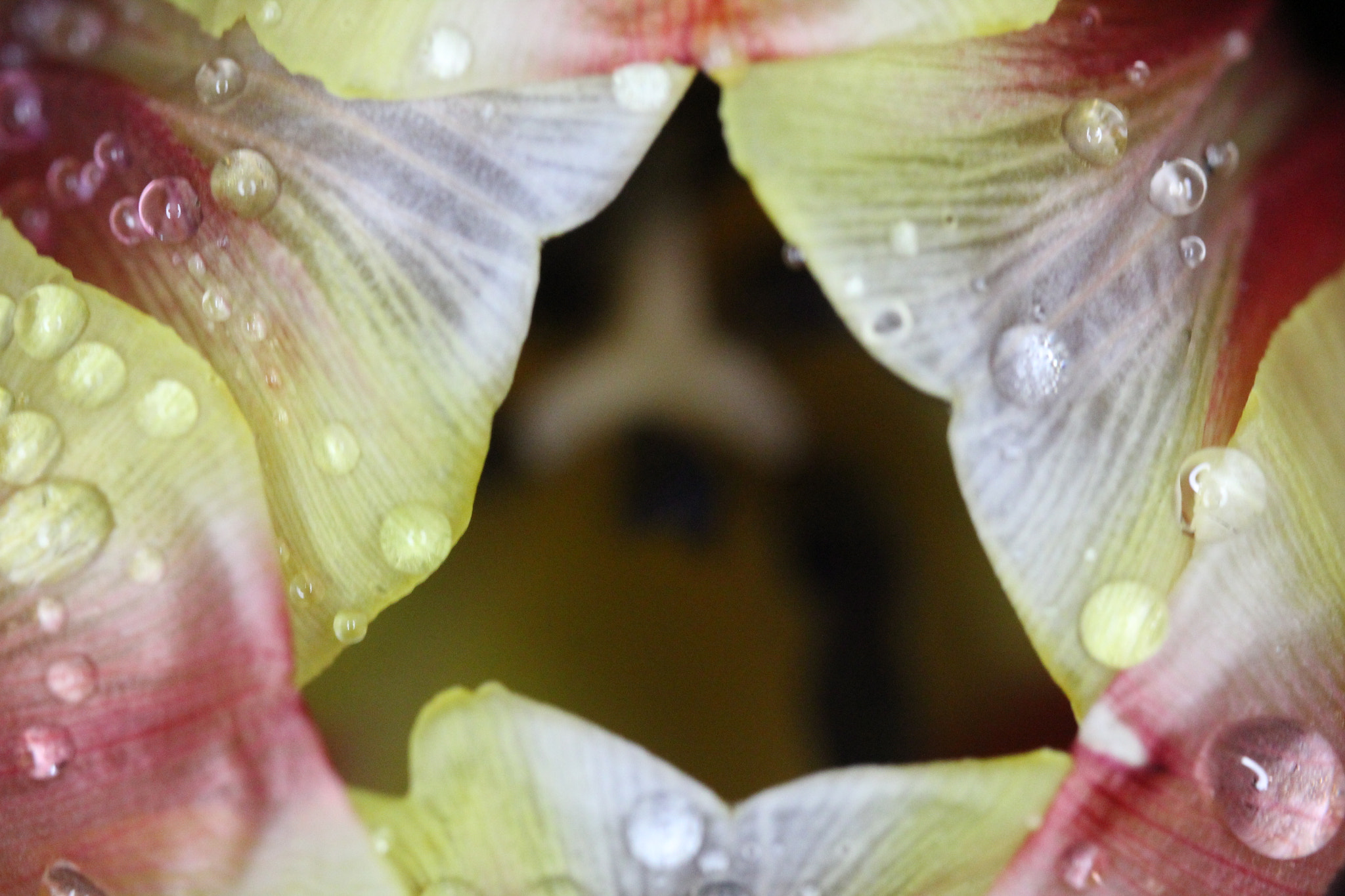 Canon EF-S 35mm F2.8 Macro IS STM sample photo. Detail of a tulip photography