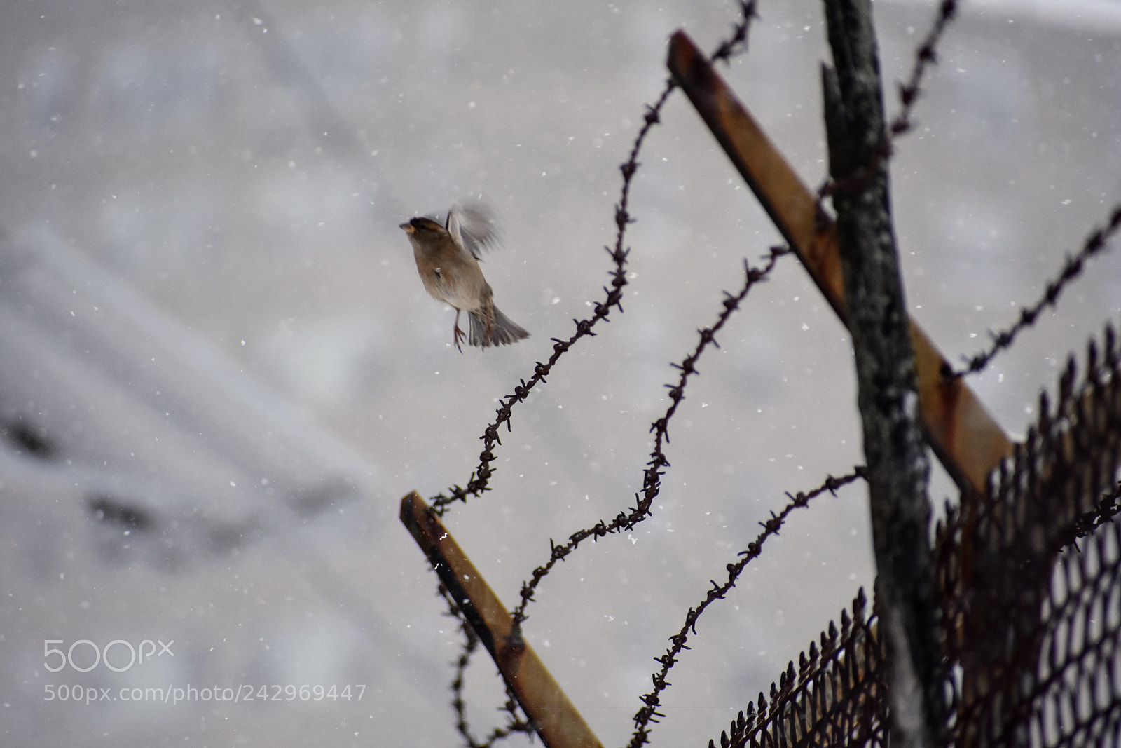 Nikon D3400 sample photo. Prison break  photography