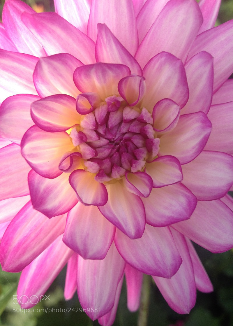 Apple iPhone 4S sample photo. At the center is photography