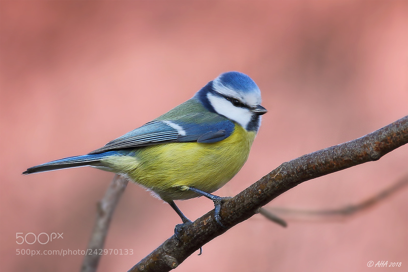 Canon EOS 7D Mark II sample photo. Blue tit photography