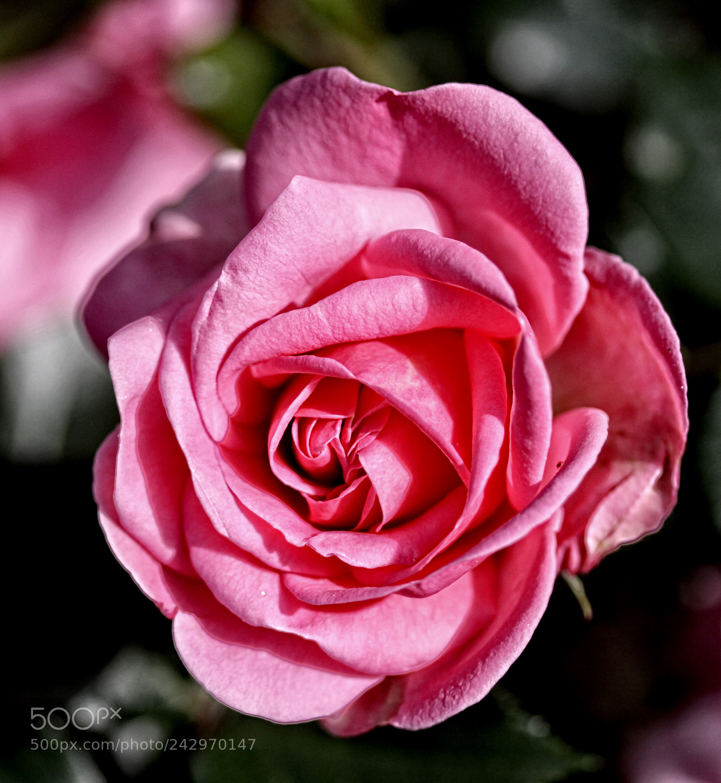 Canon EOS 50D sample photo. Ba rose 42 photography