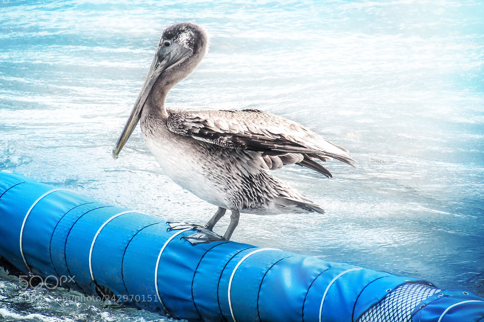 Canon PowerShot SX510 HS sample photo. Pelican at the sun photography