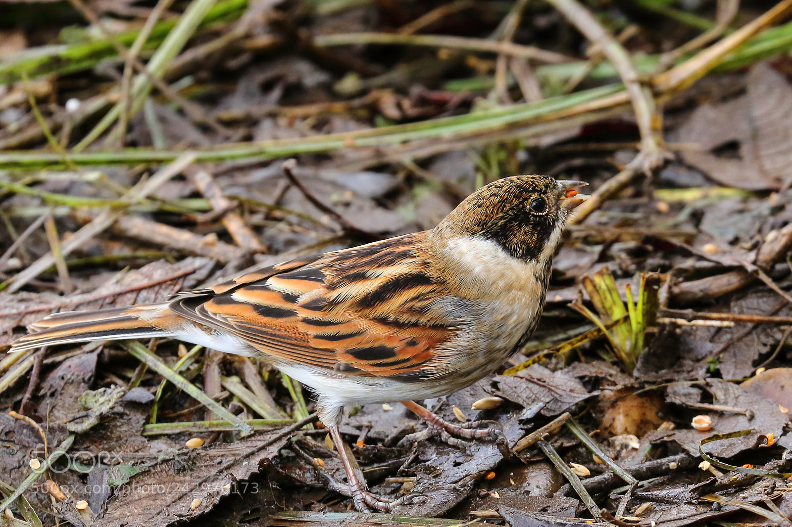 Canon EOS 7D Mark II sample photo. Reed bunting photography