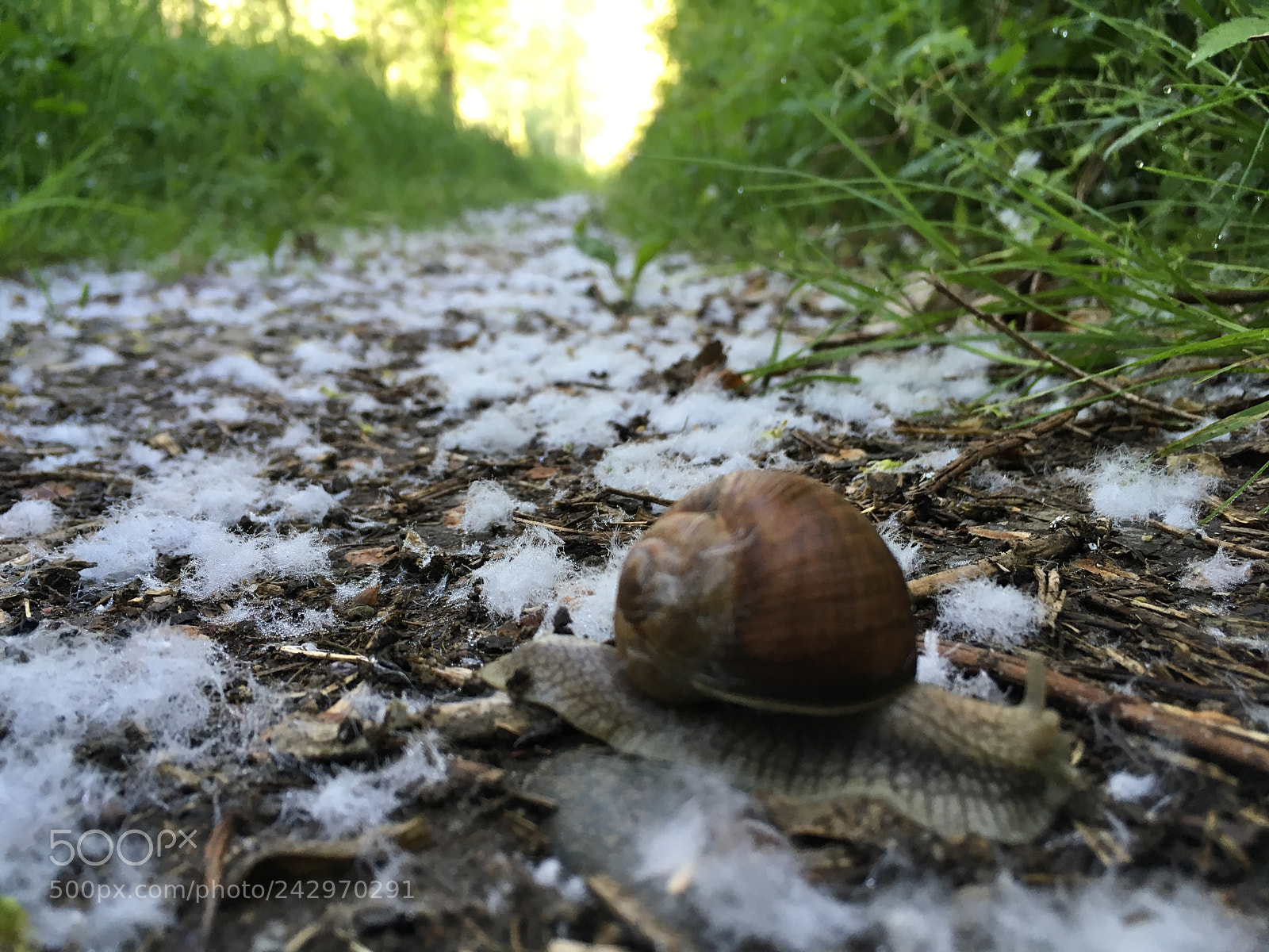 Apple iPhone SE sample photo. Untitled photography