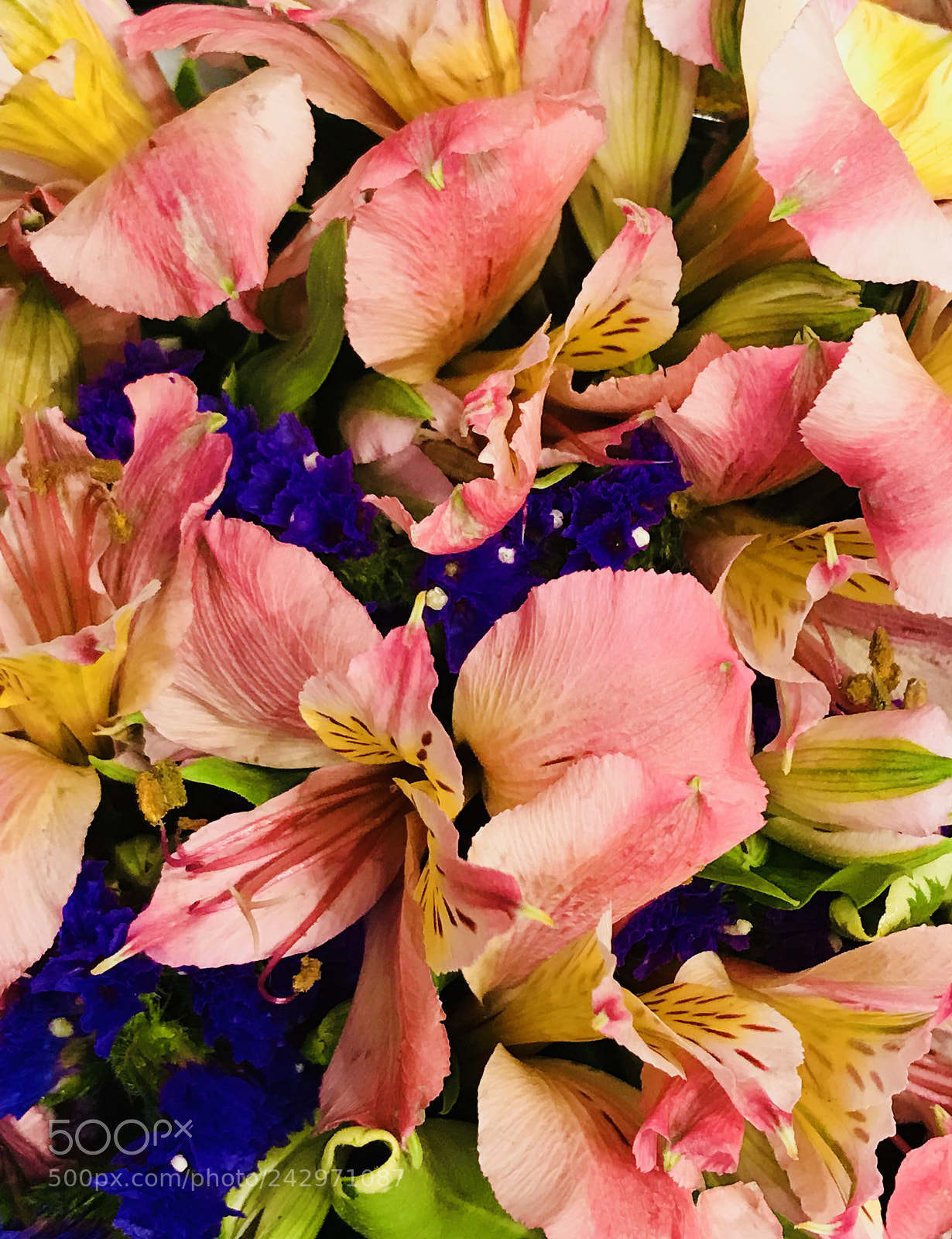 Apple iPhone 7 Plus sample photo. Colors photography