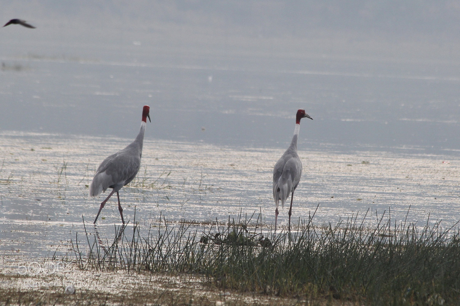 Canon EOS 60D sample photo. Sarus crane photography
