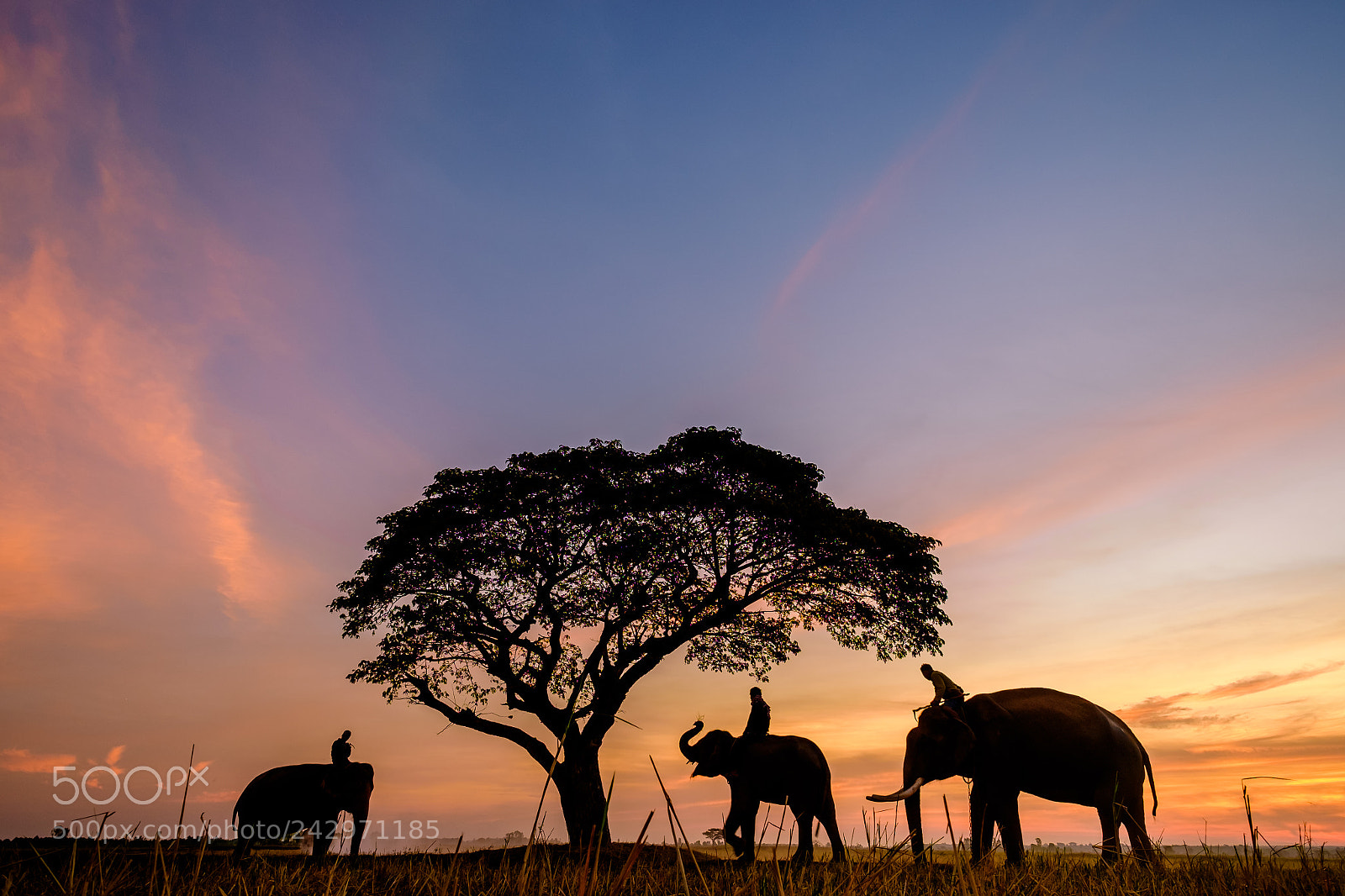 Fujifilm X-E2 sample photo. Three elephants and mahouts photography