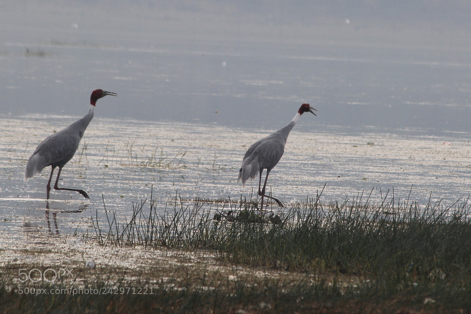 Canon EOS 60D sample photo. Sarus crane photography