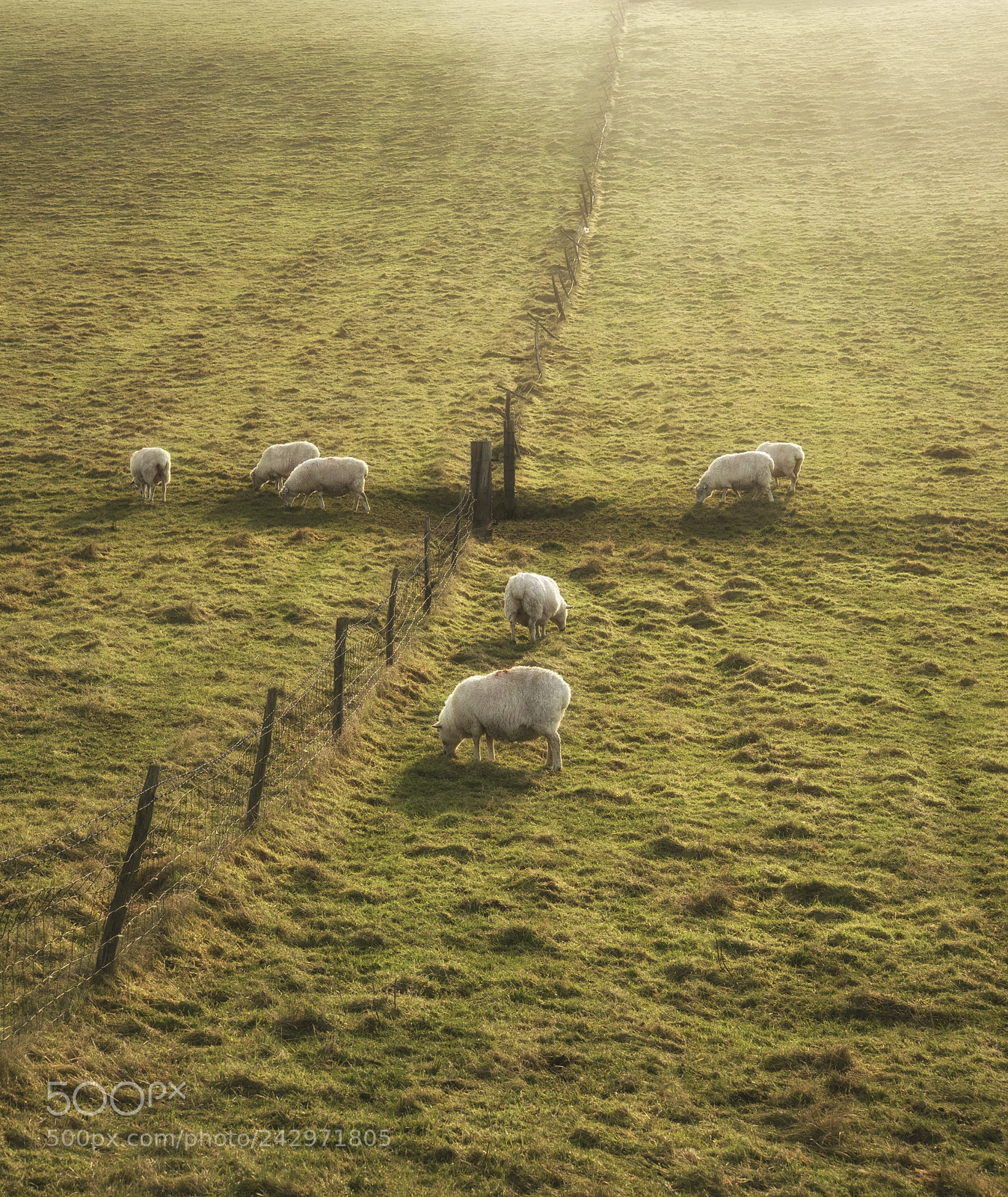 Nikon D800 sample photo. Sheep grazing in landscape photography