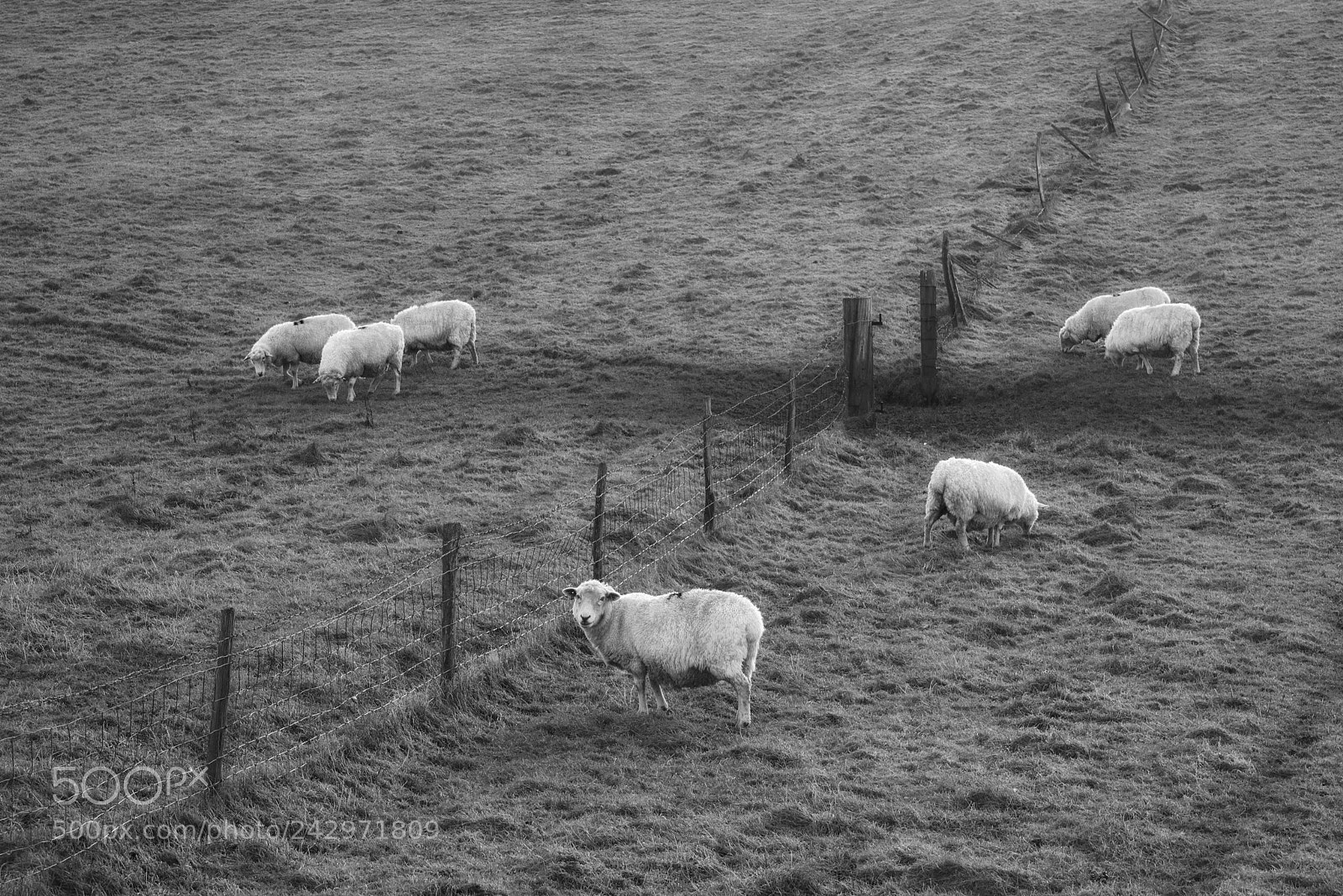 Nikon D800 sample photo. Black and white sheep photography