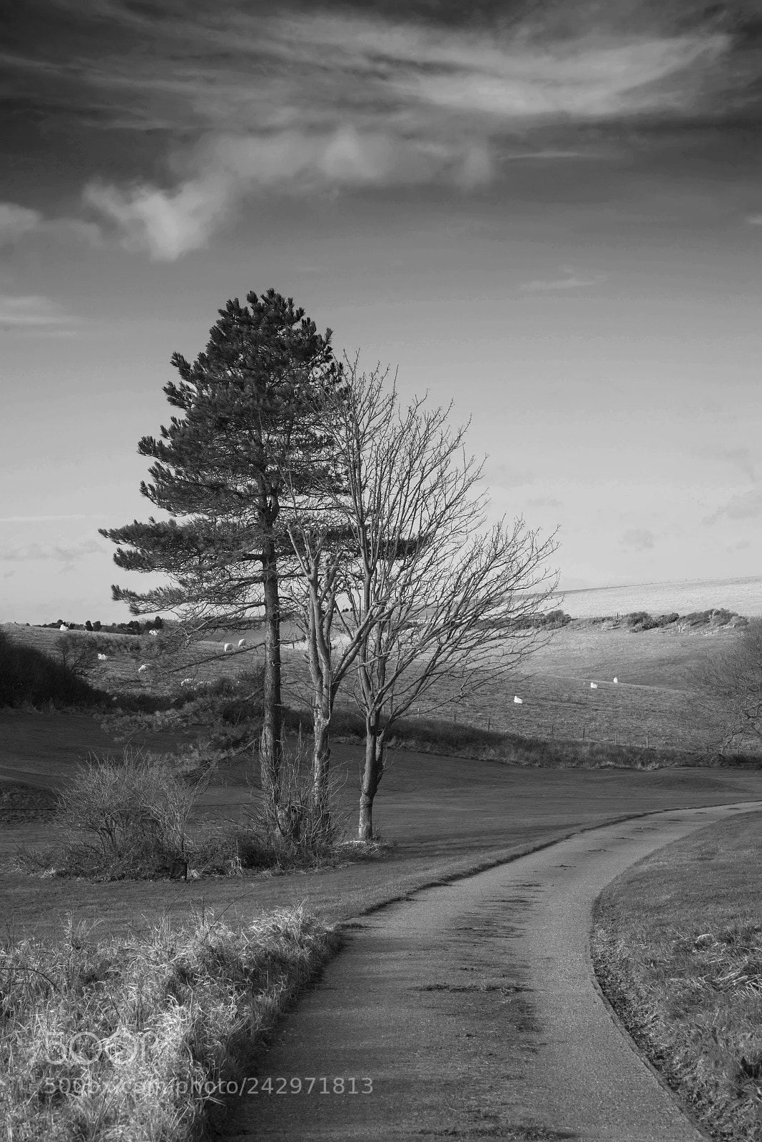 Nikon D800 sample photo. Beautiful black and white photography